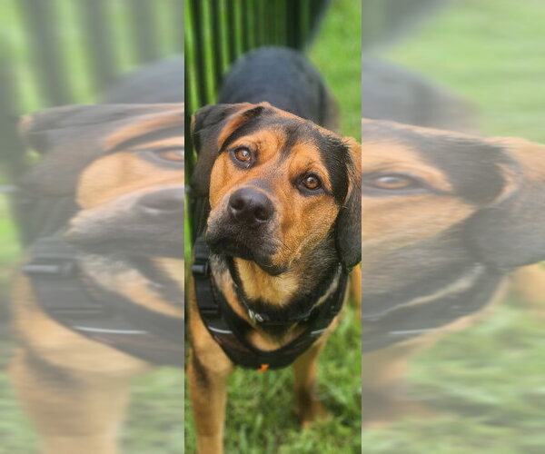 Medium Photo #10 Mutt Puppy For Sale in St. Augustine, FL, USA