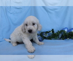 Small Photo #4 Goldendoodle (Miniature) Puppy For Sale in SHILOH, OH, USA