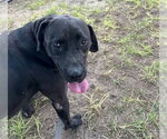 Small #1 Labrador Retriever Mix