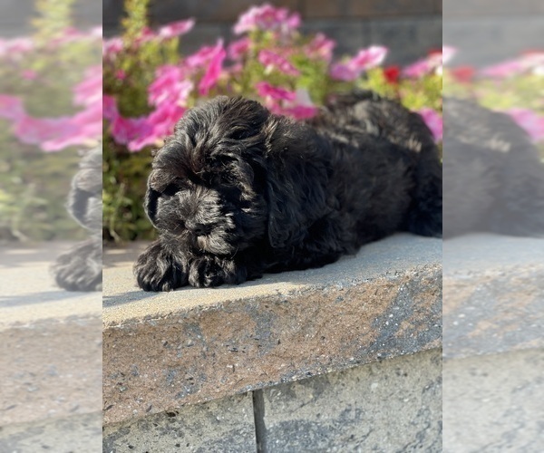 Medium Photo #3 Lhasa-Poo Puppy For Sale in CANOGA, NY, USA