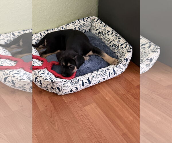 Medium Photo #5 Australian Shepherd-Unknown Mix Puppy For Sale in Valrico, FL, USA