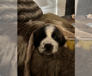Saint Bernard Puppy for sale in MONROVIA, IN, USA