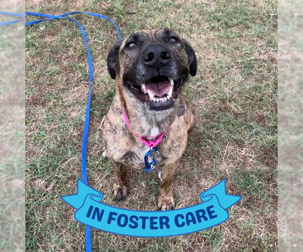 Medium Photo #6 Holland Shepherd-Unknown Mix Puppy For Sale in Tallahassee, FL, USA