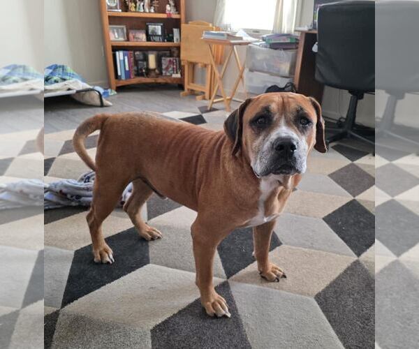 Medium Photo #7 Boxer-Unknown Mix Puppy For Sale in New Oxford , PA, USA