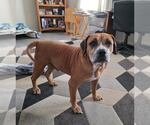 Small #6 Boxer Mix