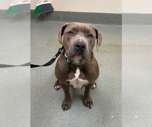 Mutt Dogs for adoption in Lee's Summit, MO, USA