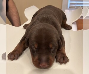 Doberman Pinscher Puppy for sale in PECK, KS, USA