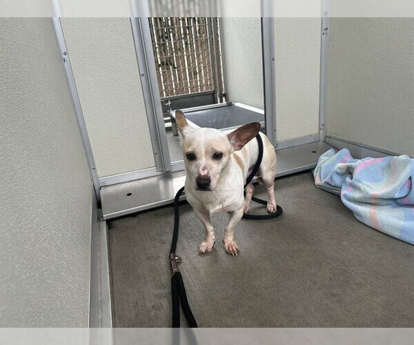Medium Photo #1 Mutt Puppy For Sale in Corona, CA, USA