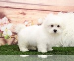 Small Photo #3 Zuchon Puppy For Sale in MARIETTA, GA, USA