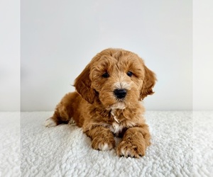 Goldendoodle (Miniature) Puppy for sale in GREENFIELD, IN, USA