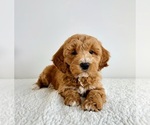 Small Goldendoodle (Miniature)