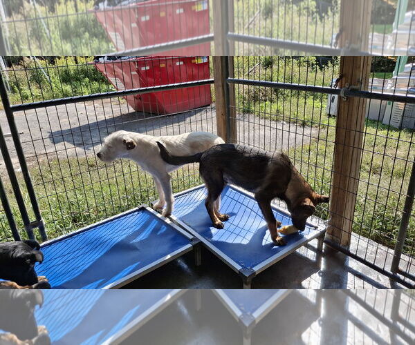Medium Photo #4 German Shepherd Dog Puppy For Sale in Sebec, ME, USA