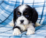 Small Photo #11 Cockalier Puppy For Sale in WAKARUSA, IN, USA
