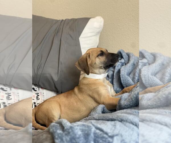 Medium Photo #4 Mutt Puppy For Sale in Rockwall, TX, USA