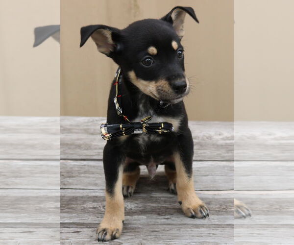 Medium Photo #3 Chihuahua-Unknown Mix Puppy For Sale in Bandera, TX, USA