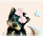 Small #17 Yorkshire Terrier