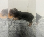 Small #1 Yorkshire Terrier