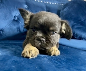 French Bulldog Puppy for sale in ORLANDO, FL, USA