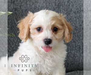 Cavachon Puppy for sale in GORDONVILLE, PA, USA