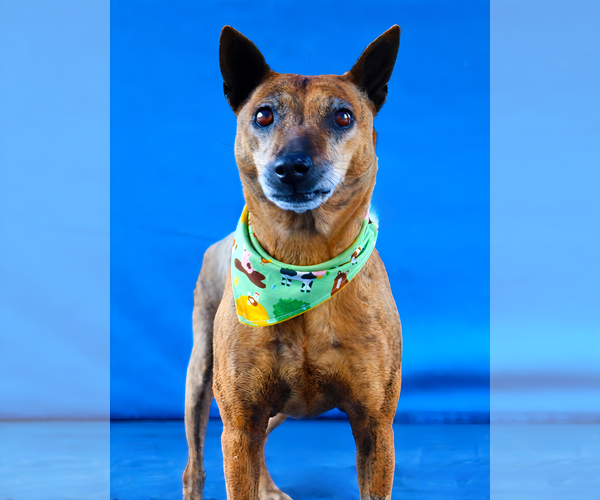 Medium Photo #2 Mutt Puppy For Sale in Pasadena, CA, USA