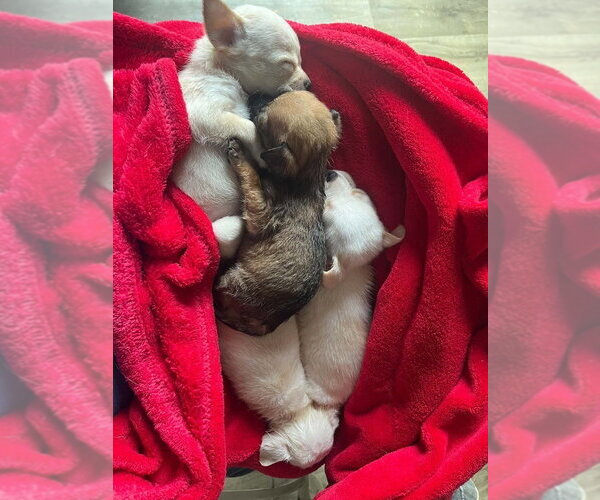 Medium Photo #4 Chihuahua-Unknown Mix Puppy For Sale in Aurora, IN, USA
