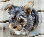 Small #1 Yorkshire Terrier