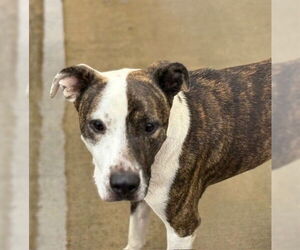 American Pit Bull Terrier-Unknown Mix Dogs for adoption in Tulsa, OK, USA