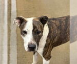 Small American Pit Bull Terrier Mix