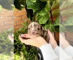 Small Photo #10 English Bulldog Puppy For Sale in PORT RICHEY, FL, USA