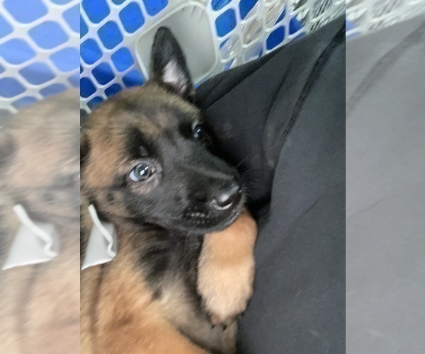 Medium Photo #107 Belgian Malinois Puppy For Sale in REESEVILLE, WI, USA