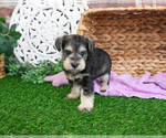 Small #2 Schnauzer (Miniature)