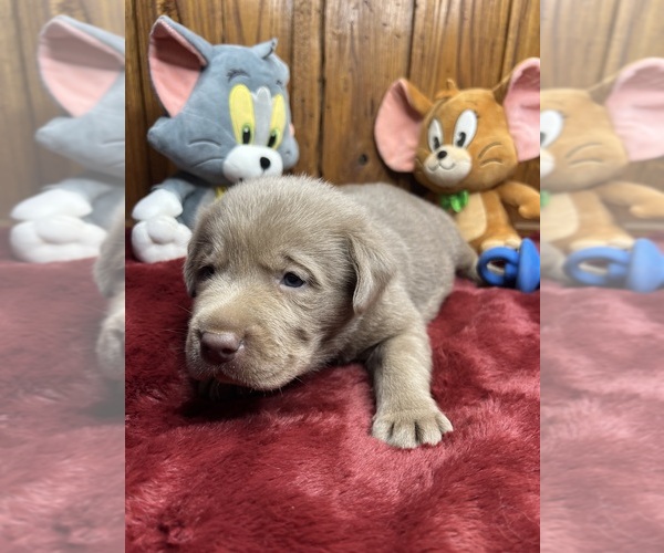 Medium Photo #5 Labrador Retriever Puppy For Sale in NEOLA, WV, USA