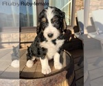 Puppy Ruby Bernedoodle