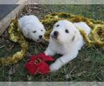 Small Photo #5 Great Pyrenees Puppy For Sale in WILLIAMSTOWN, KY, USA