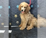Small #1 Poodle (Standard)