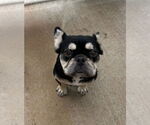 Small #1 French Bulldog