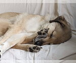 Small #1 Great Pyrenees Mix
