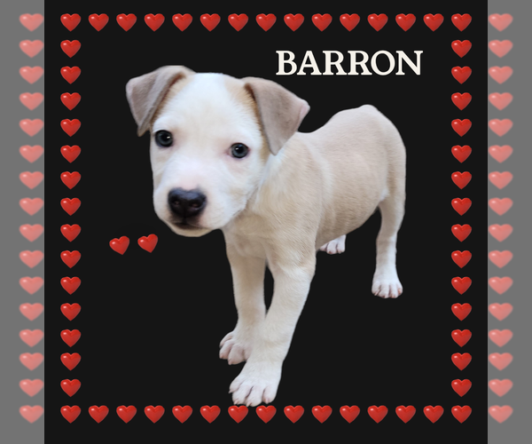 Medium Photo #5 Sheprador Puppy For Sale in Spring, TX, USA