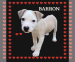 Small Photo #5 Sheprador Puppy For Sale in Spring, TX, USA