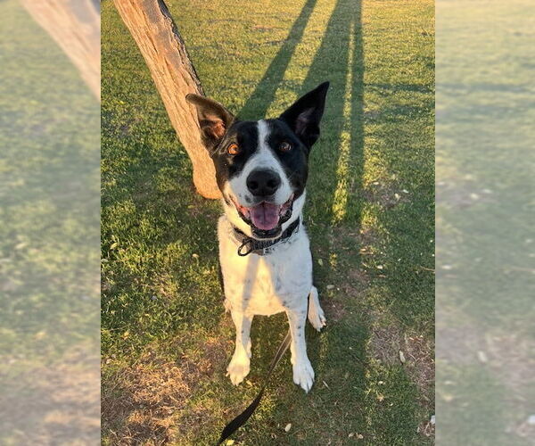 Medium Photo #4 Pointer-Unknown Mix Puppy For Sale in Chandler, AZ, USA