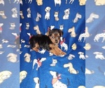 Puppy Buddy YorkiePoo