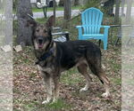 Small #1 German Shepherd Dog