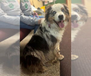 Australian Shepherd Dogs for adoption in Williamsburg, IA, USA