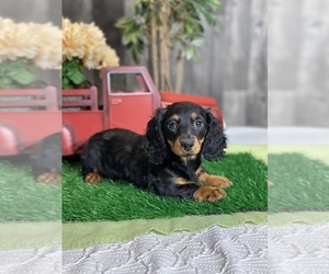 Dachshund Puppy for sale in CANOGA, NY, USA