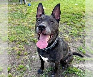 American Pit Bull Terrier-Unknown Mix Dogs for adoption in Conroe, TX, USA