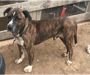 Mountain Cur-Unknown Mix Dogs for adoption in Rockdale, TX, USA