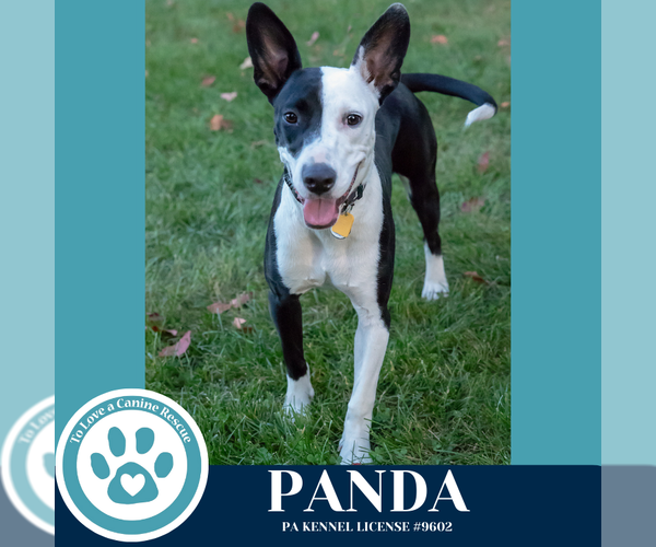 Medium Photo #3 Mutt Puppy For Sale in Kimberton, PA, USA