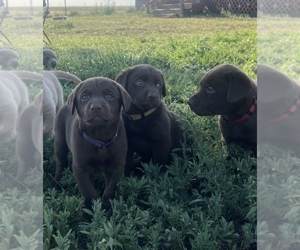 Medium Photo #10 Labrador Retriever Puppy For Sale in VONA, CO, USA