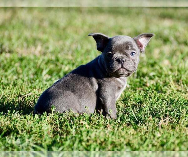 Medium Photo #14 French Bulldog Puppy For Sale in DACULA, GA, USA