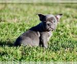 Small #13 French Bulldog
